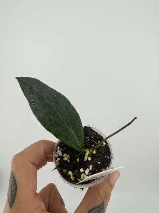 Hoya Benvergarai