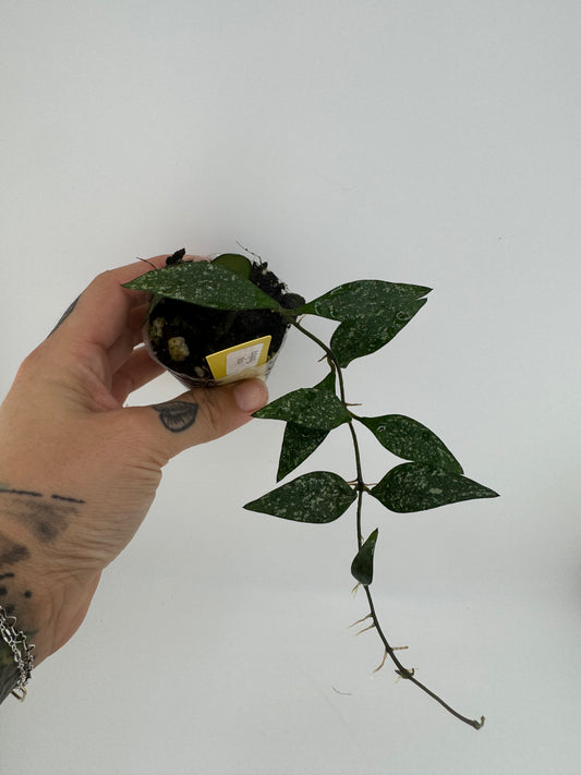 Hoya parviflora splash