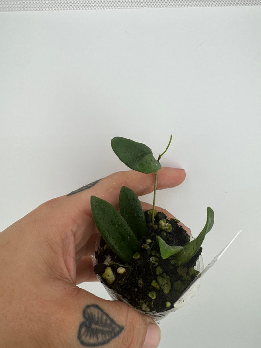 Hoya Lyi ‘long leaves’