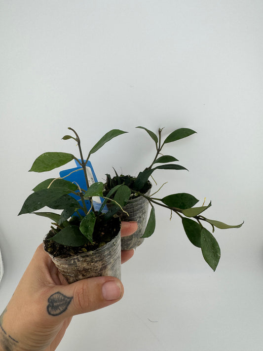 Hoya ‘Rebecca’