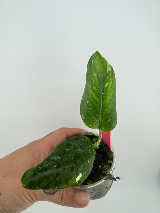 Monstera Standleyana ‘Albo’