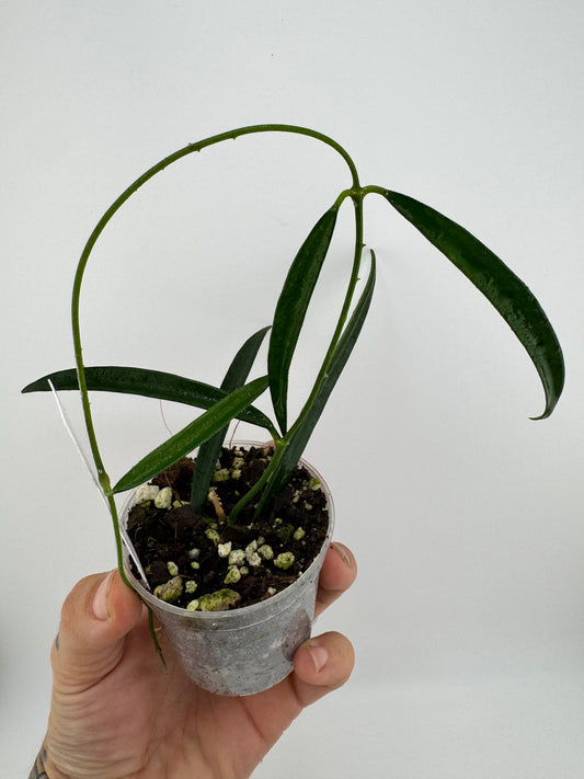 Hoya shepherdii