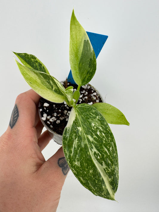 Philodendron Jose Buono