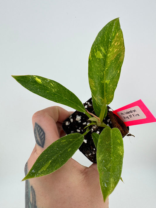 Philodendron variegated Ring of Fire