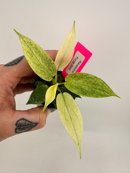 Philodendron Florida Ghost