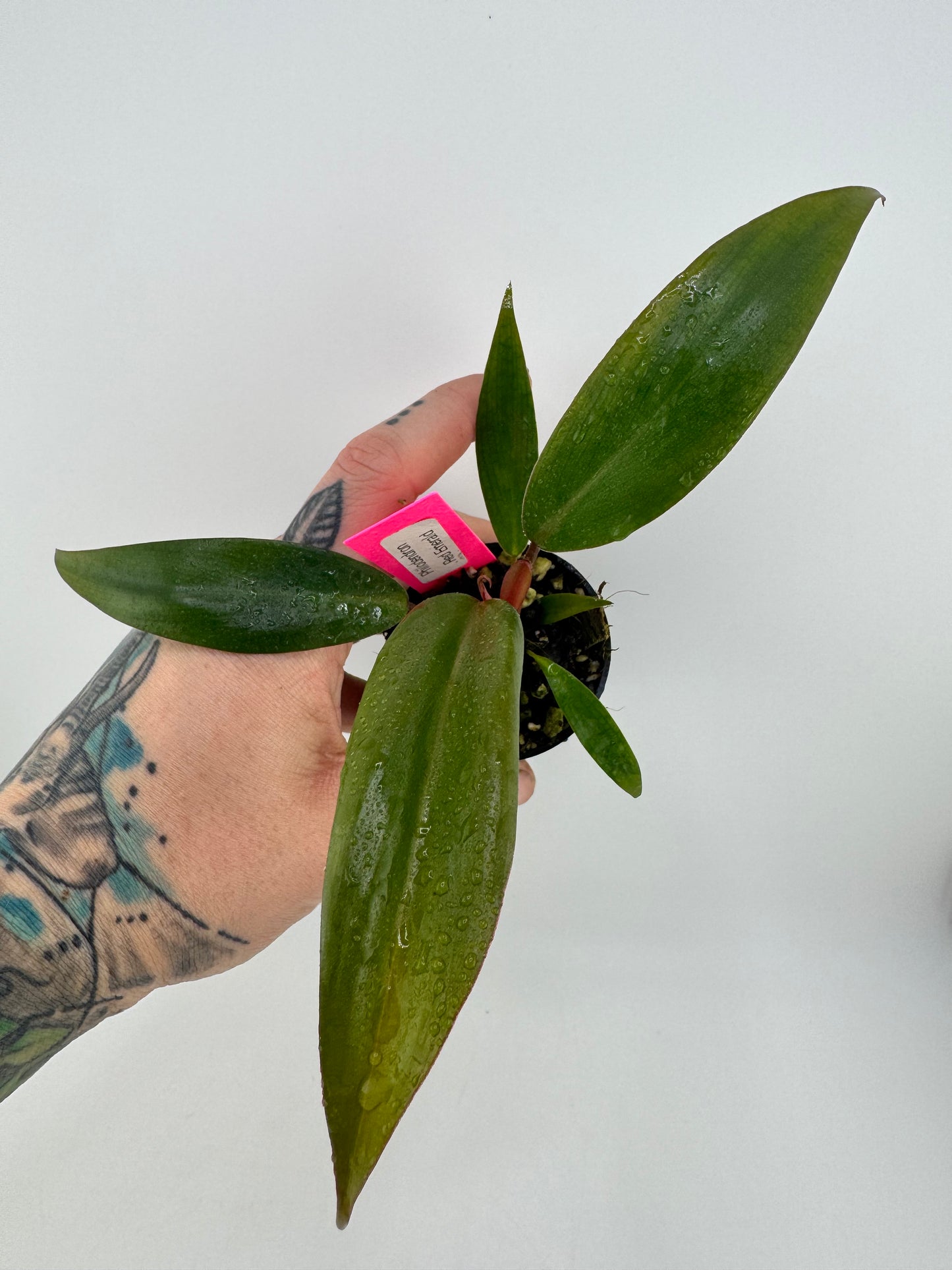 Philodendron Red Emerald