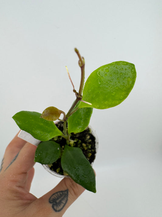 Hoya Brevialata