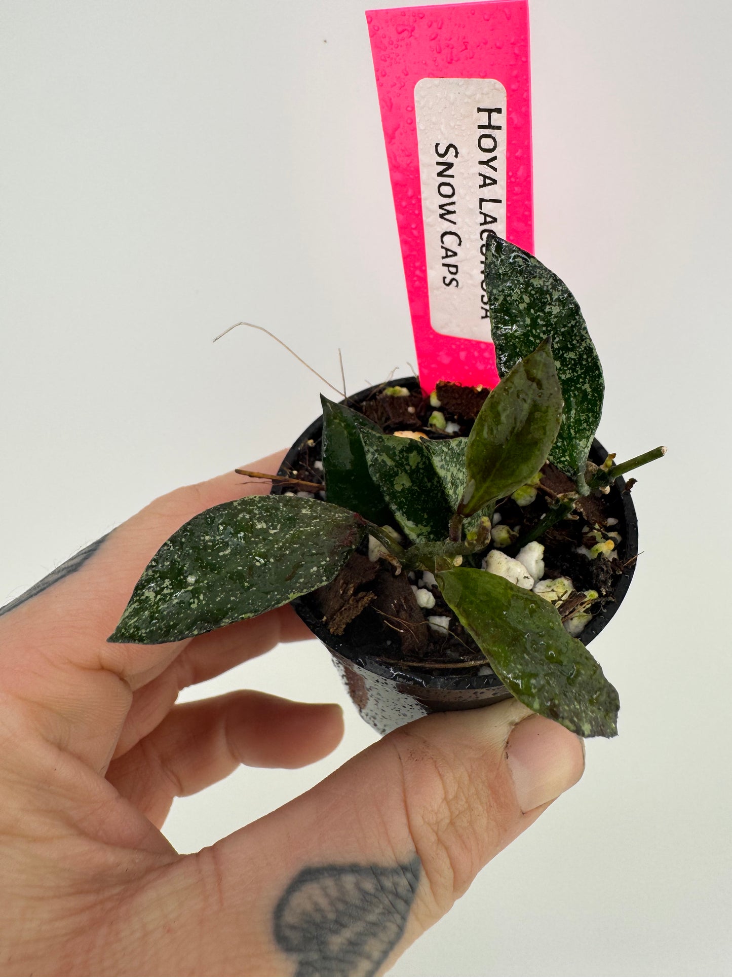 Hoya Lacunosa ‘snow caps’