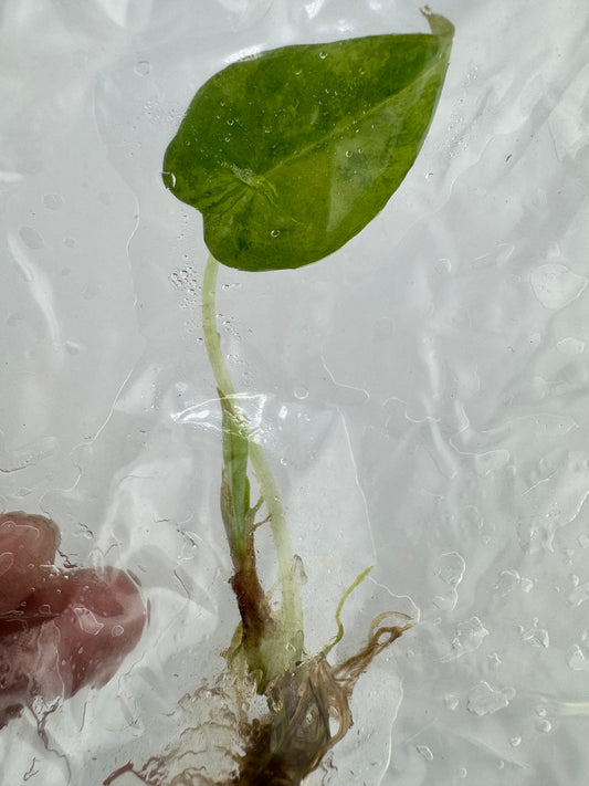 Alocasia Variegated Black Velvet ‘Aurea’ Tissue Culture #7