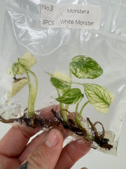 Monstera ‘White Monster’ Variegated Tissue Culture #3 (3 pack)