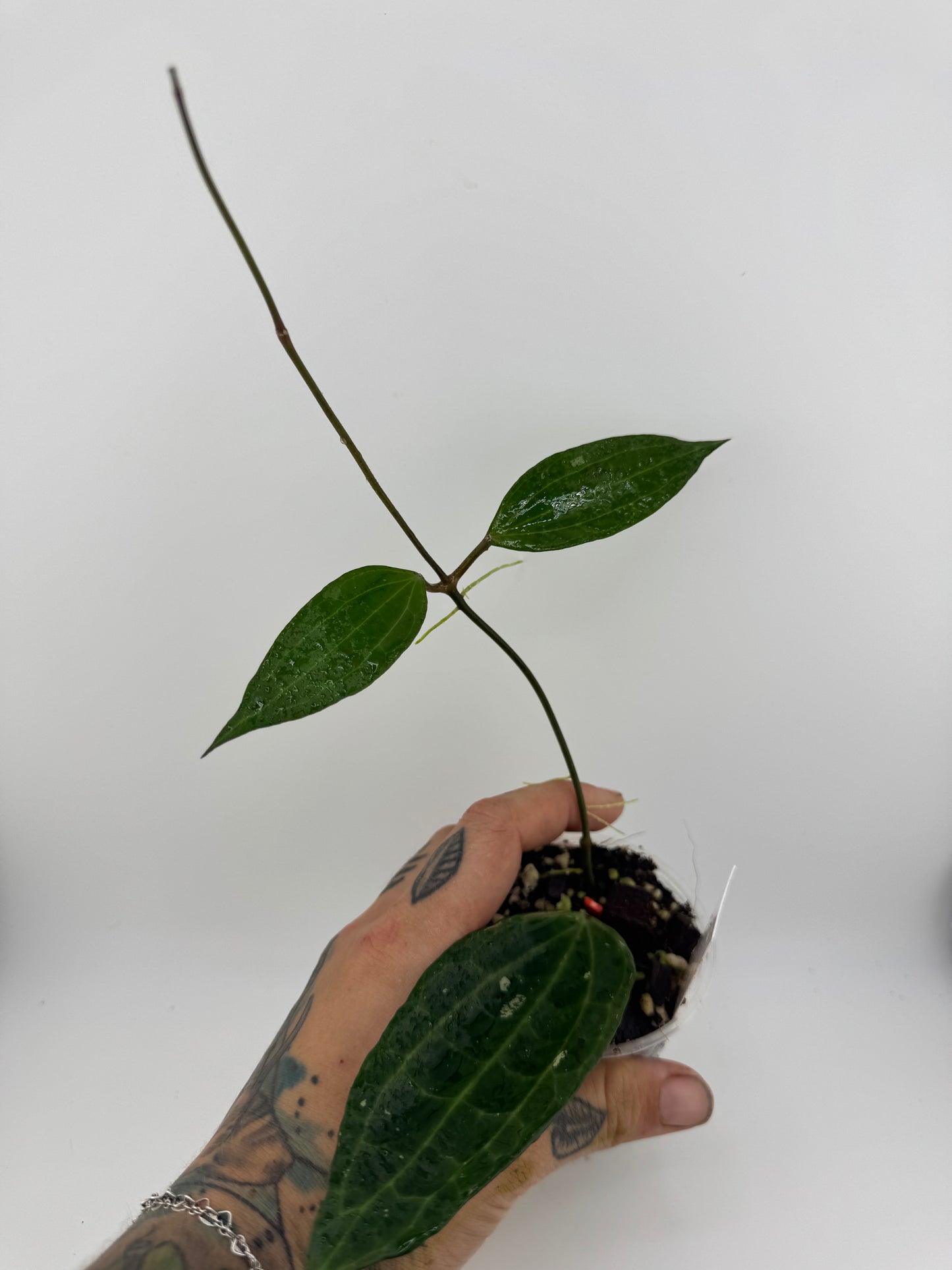 Hoya latifolia (macrophylla) green