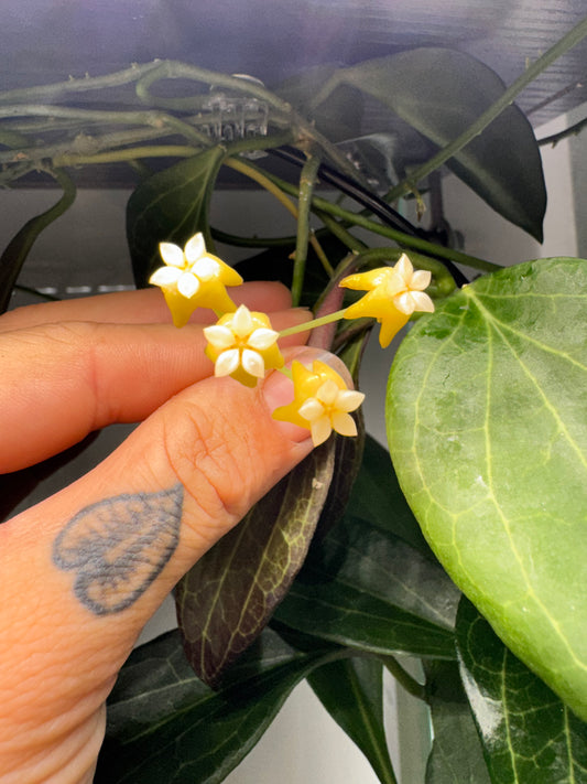 Hoya ‘New Guinea’