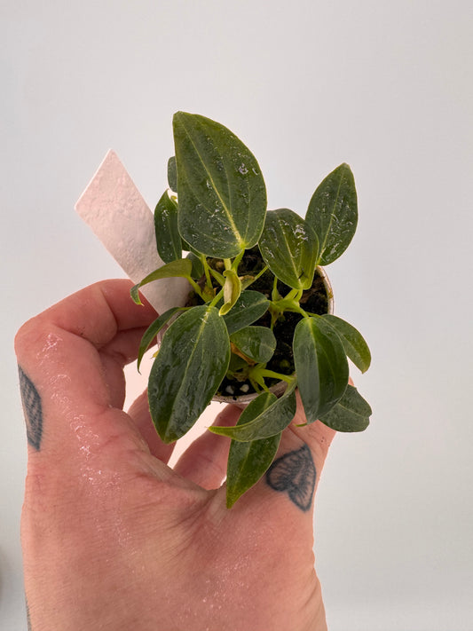 Philodendron splendid (verrucosum X Melanocrysum)