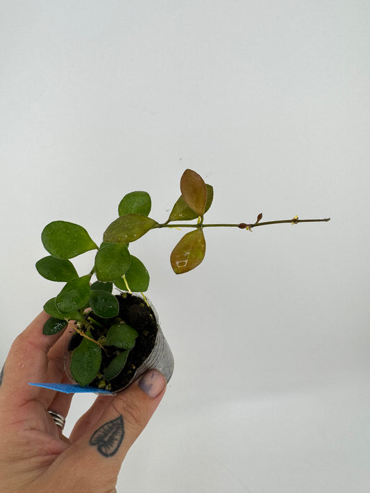 Hoya ‘Panchoi’ AKA ‘Bilobata’