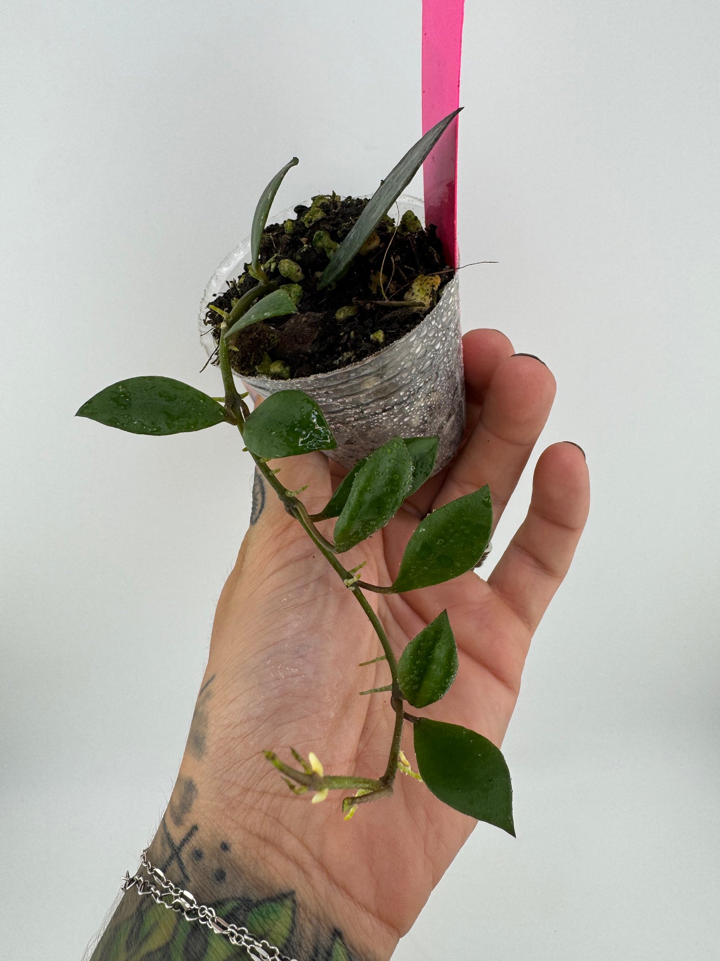 Hoya sipitangenis