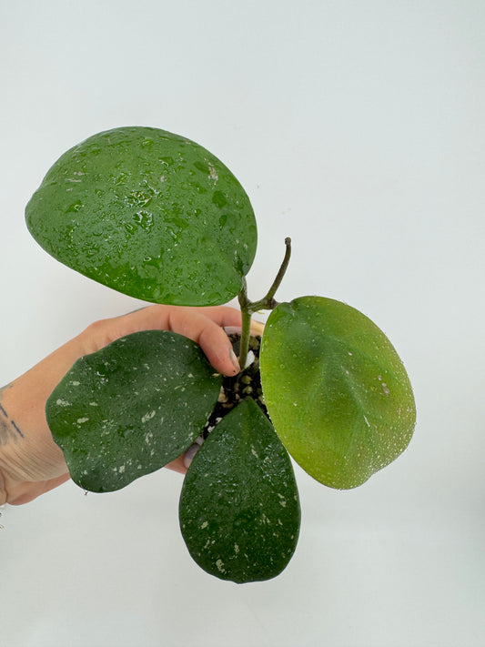 Hoya Obovota Splash