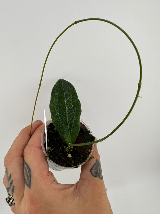 Hoya Benvergarai