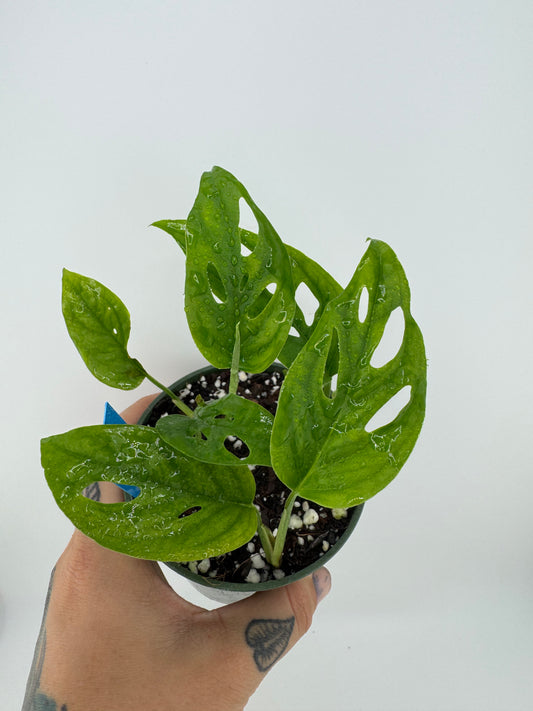 Monstera Adansonii