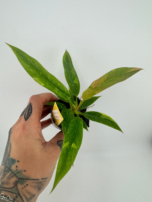 Philodendron variegated Ring of Fire