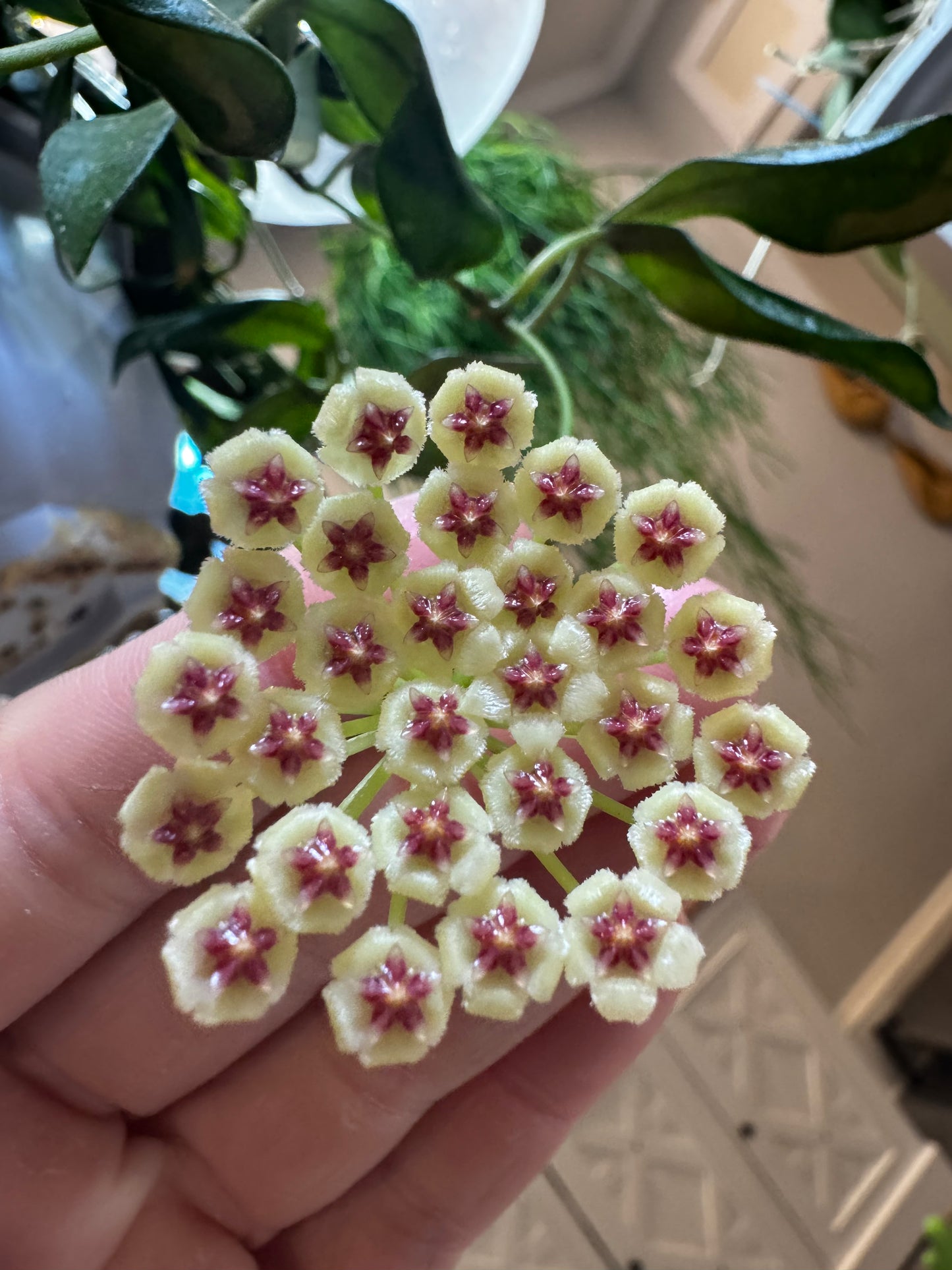 Hoya Walliniana (UT-152)
