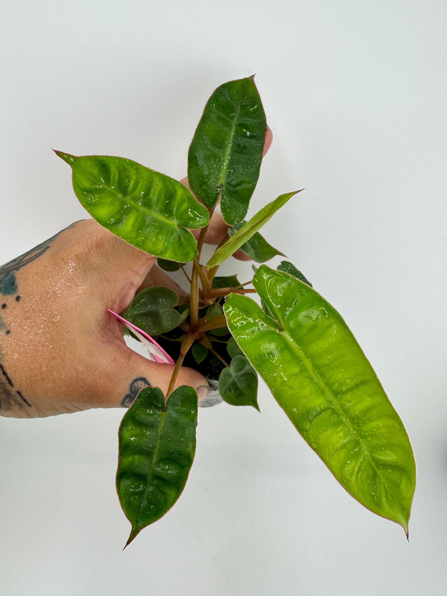 Philodendron billieatiae