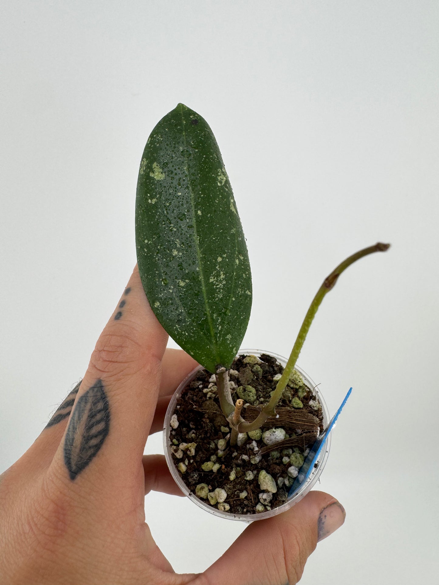 Hoya Everleigh