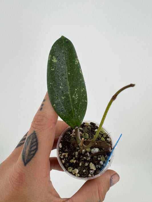 Hoya Everleigh