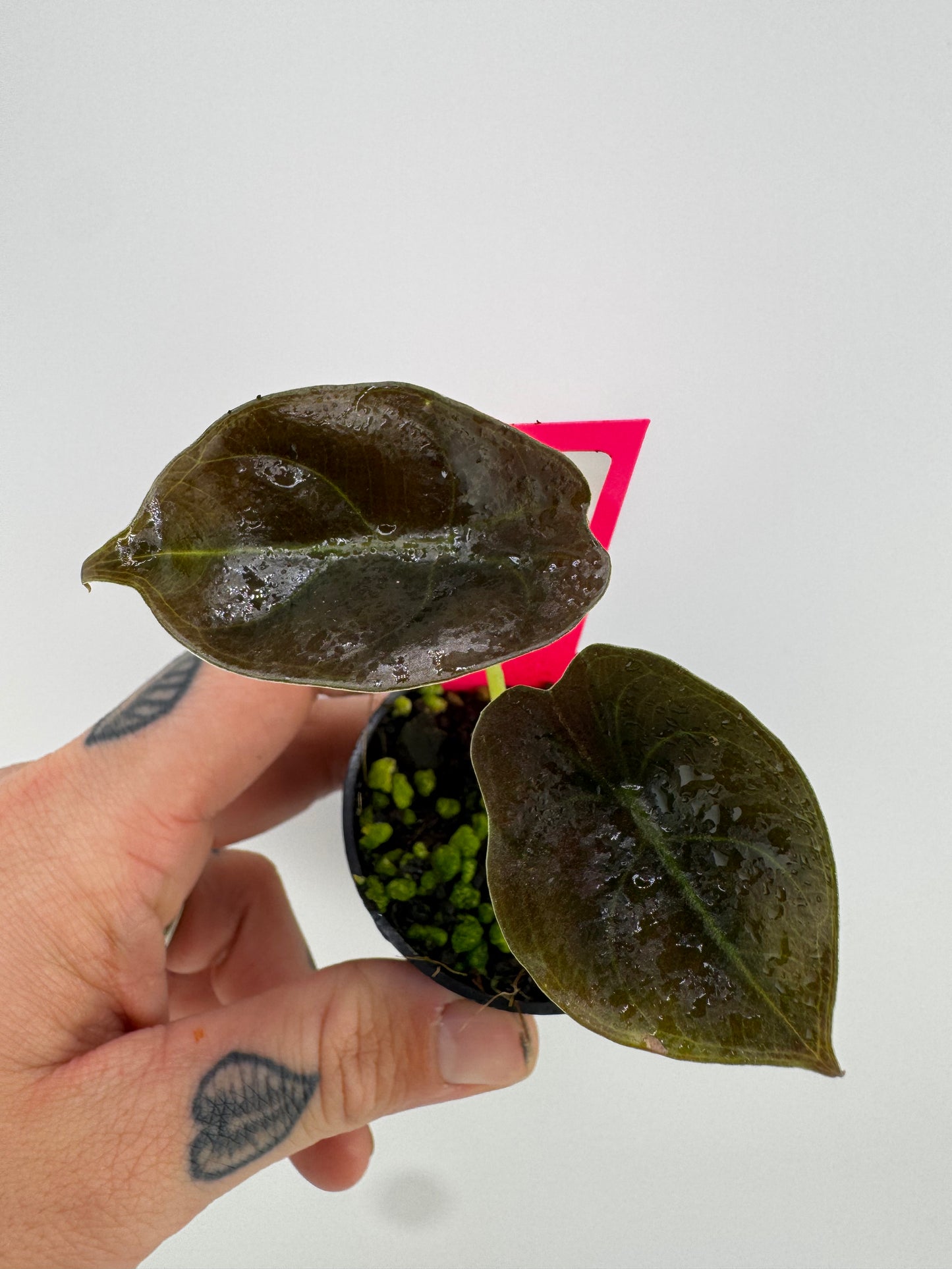 Alocasia Cuprea ‘red secret’