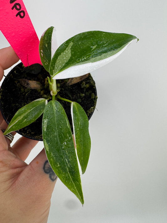 Philodendron White Princess Variegated
