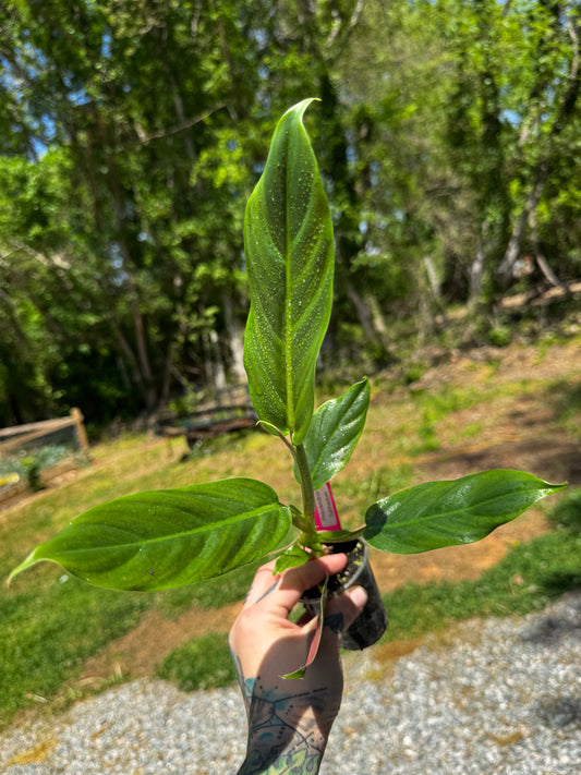 Philodendron Subhastum