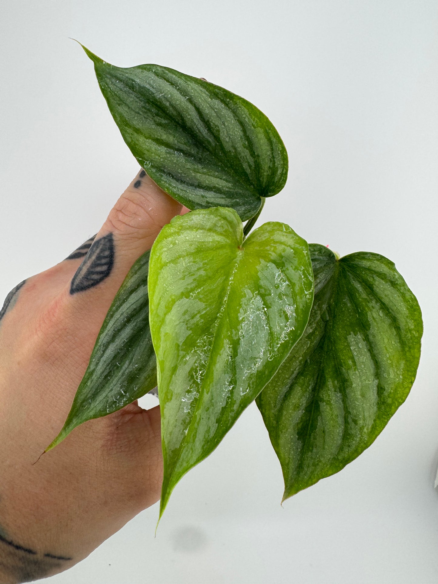 Philodendron Mamei Silver Cloud