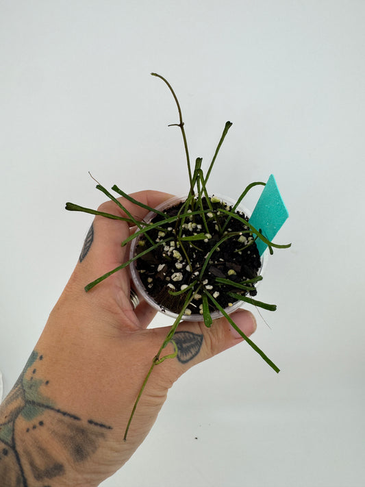 Hoya Retusa