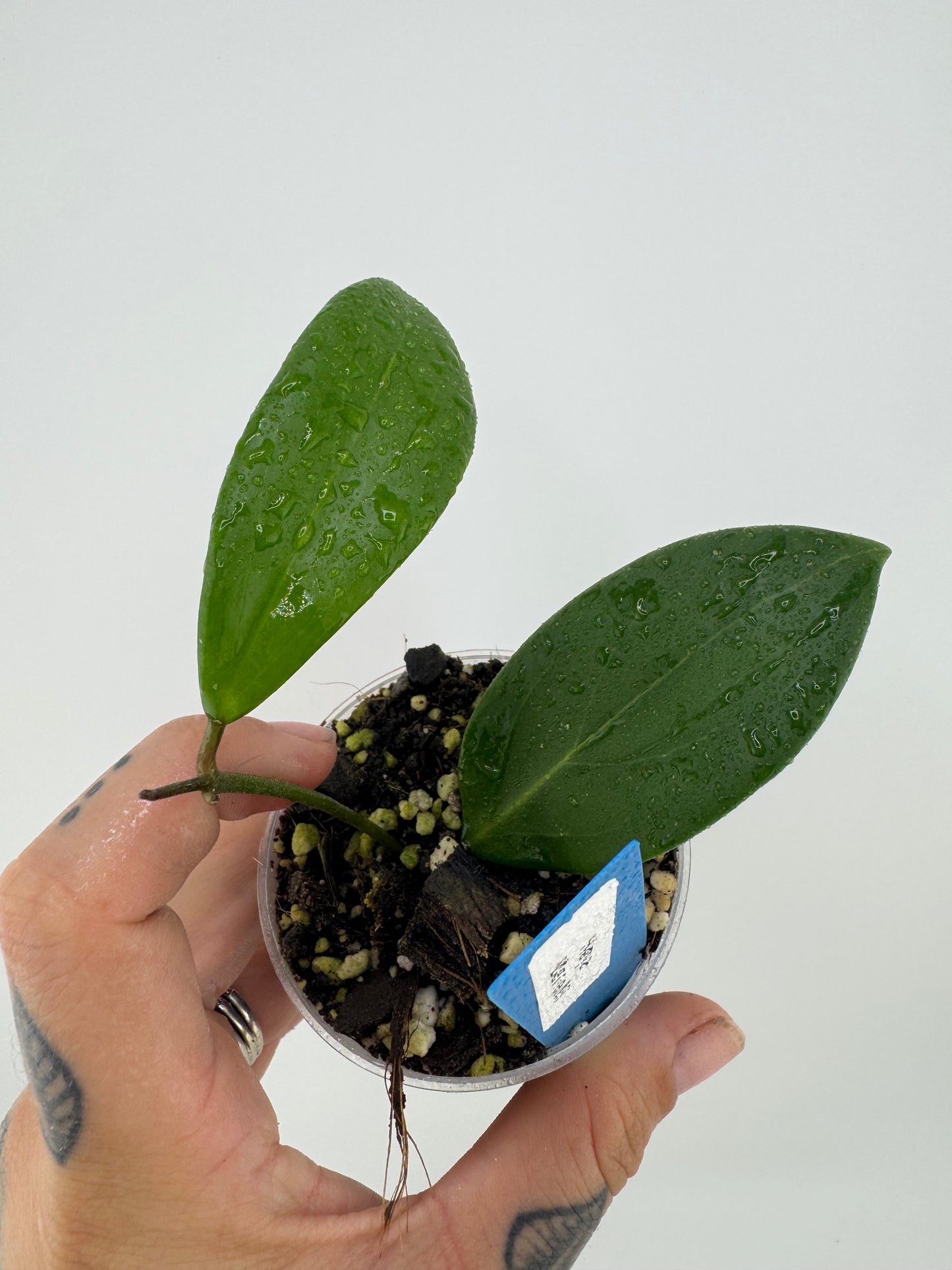 Hoya Merrillii