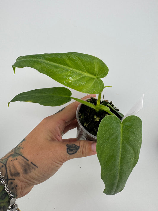 Philodendron. Maximum