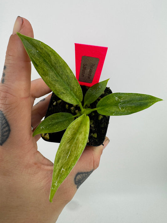 Philodendron Variegated Subhastum