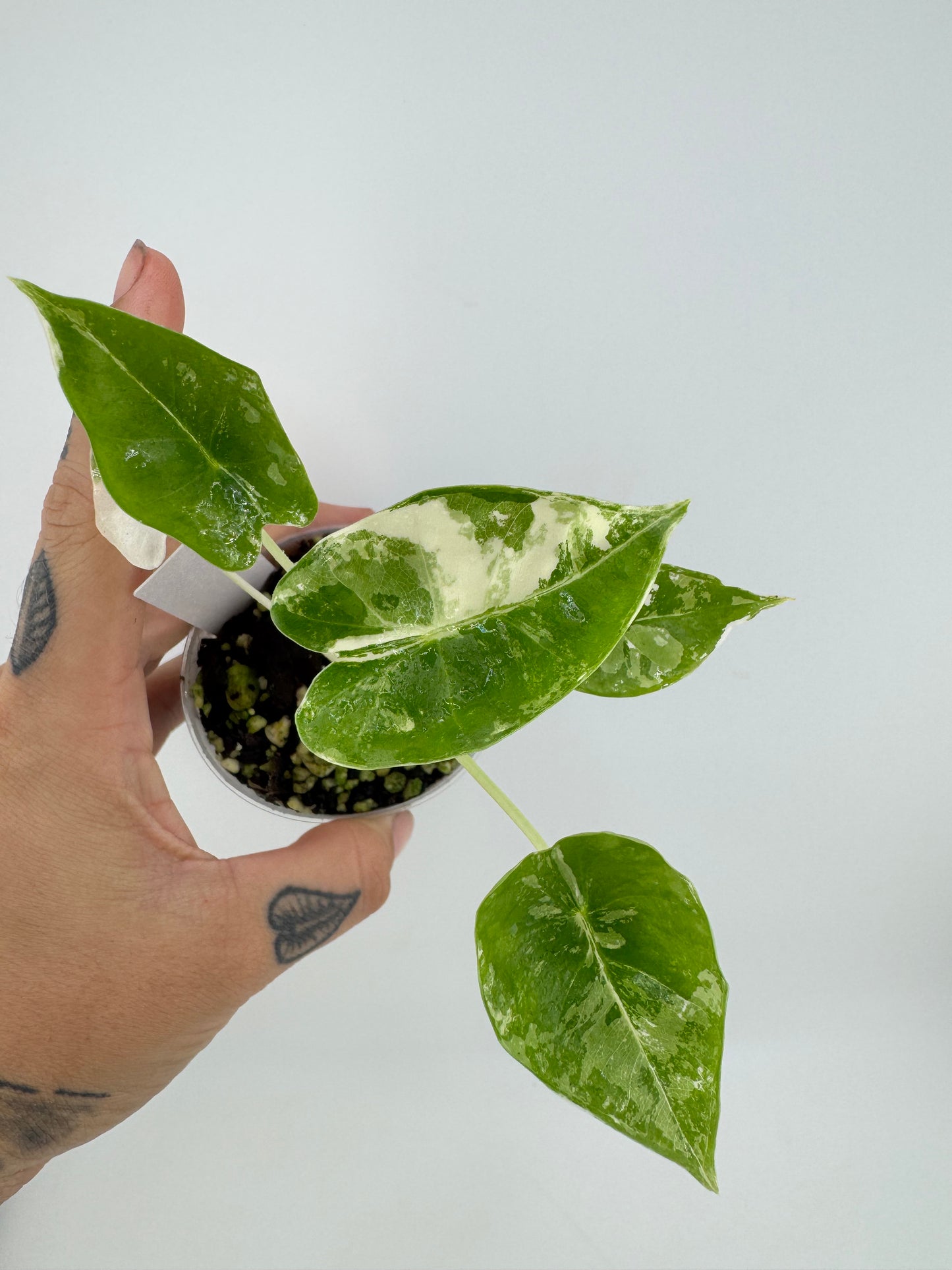 Alocasia Frydek Variegated Albo