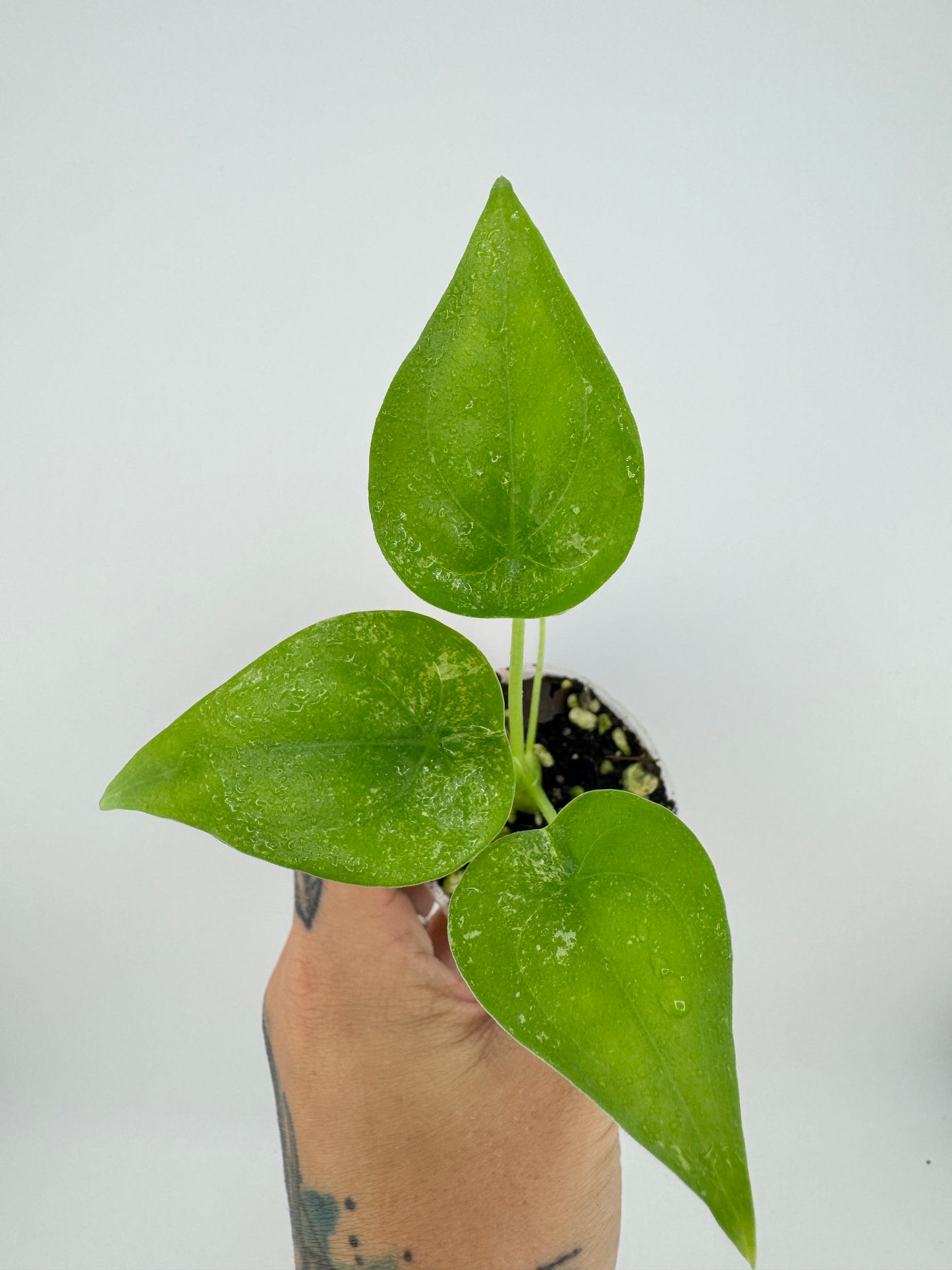 Alocasia  Culcullata mint Variegated (low color)