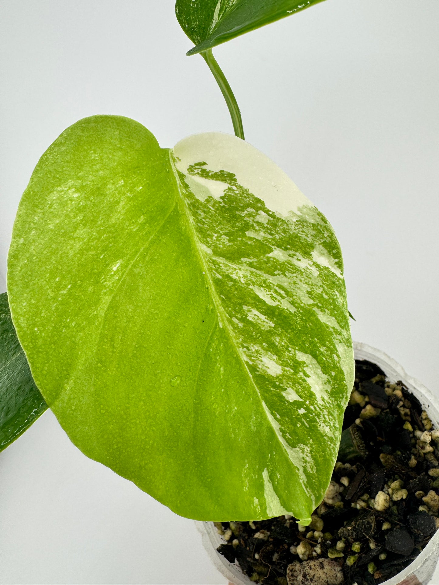 Monstera Deliciosa (borsigiana) Albo Variegated #1