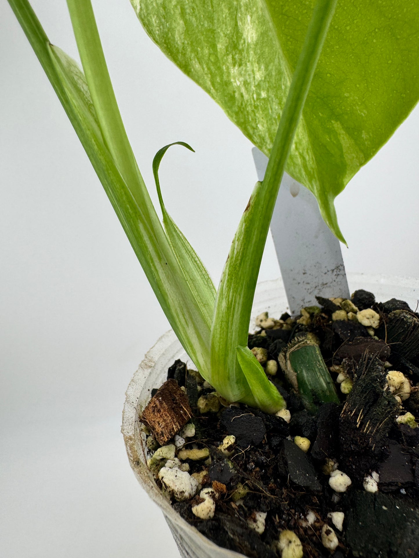 Monstera Deliciosa (borsigiana) Albo Variegated #1