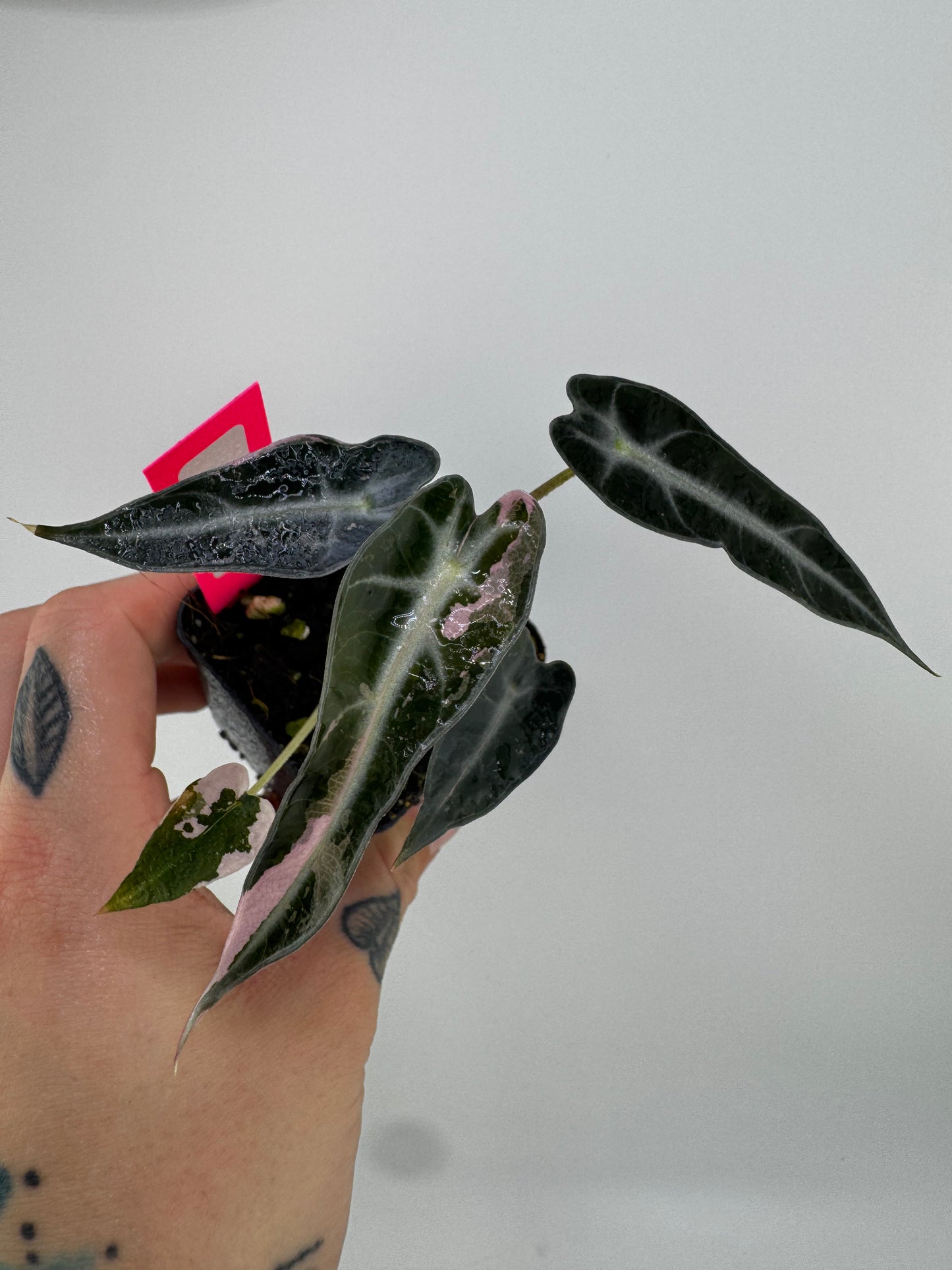 Variegated Alocasia Bambino Albo/Pink