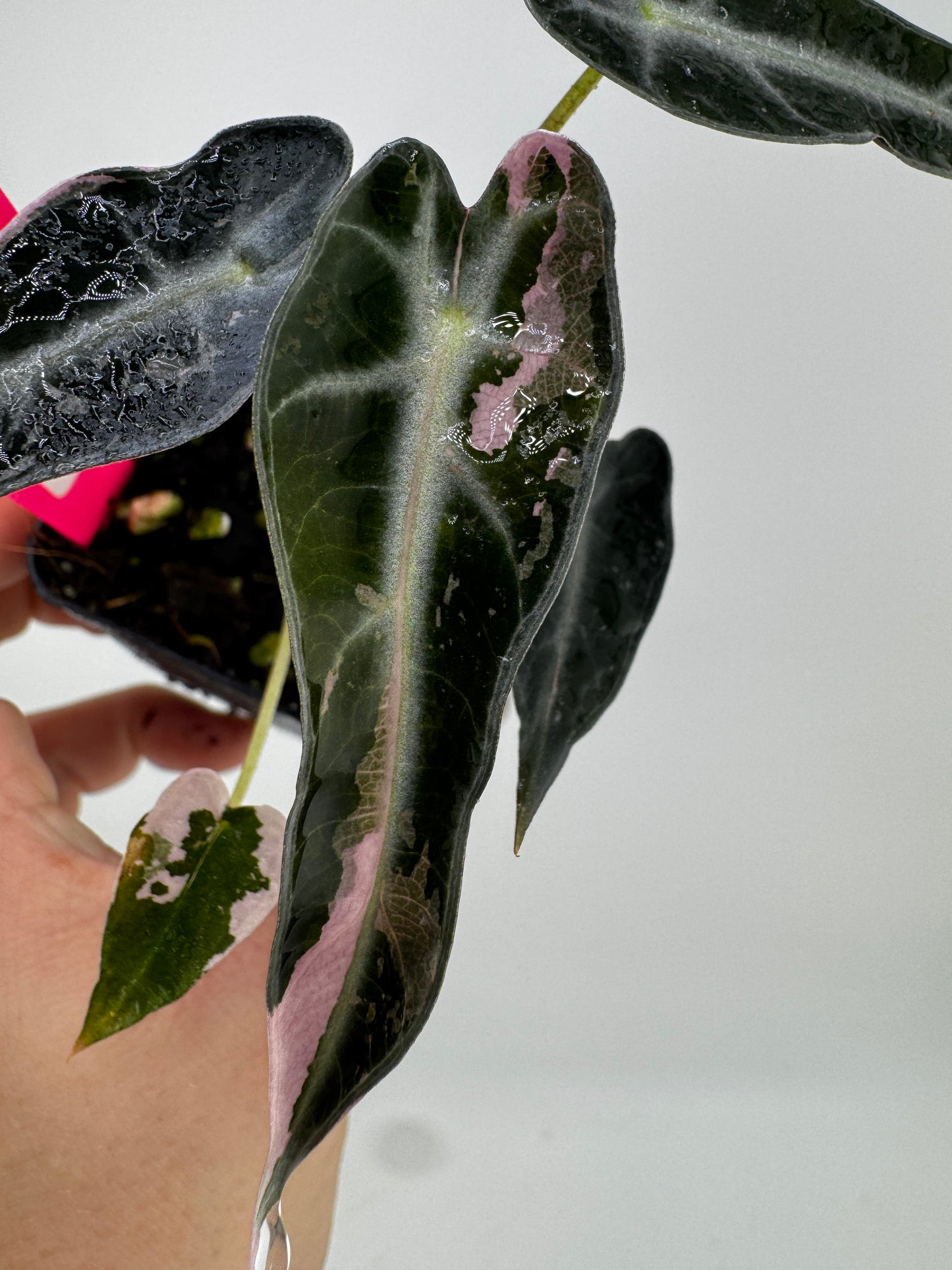 Variegated Alocasia Bambino Albo/Pink
