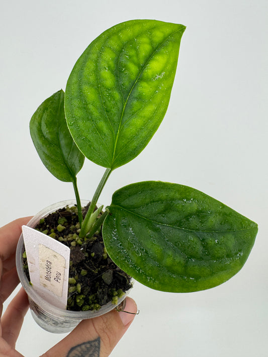 Monstera ‘Peru’