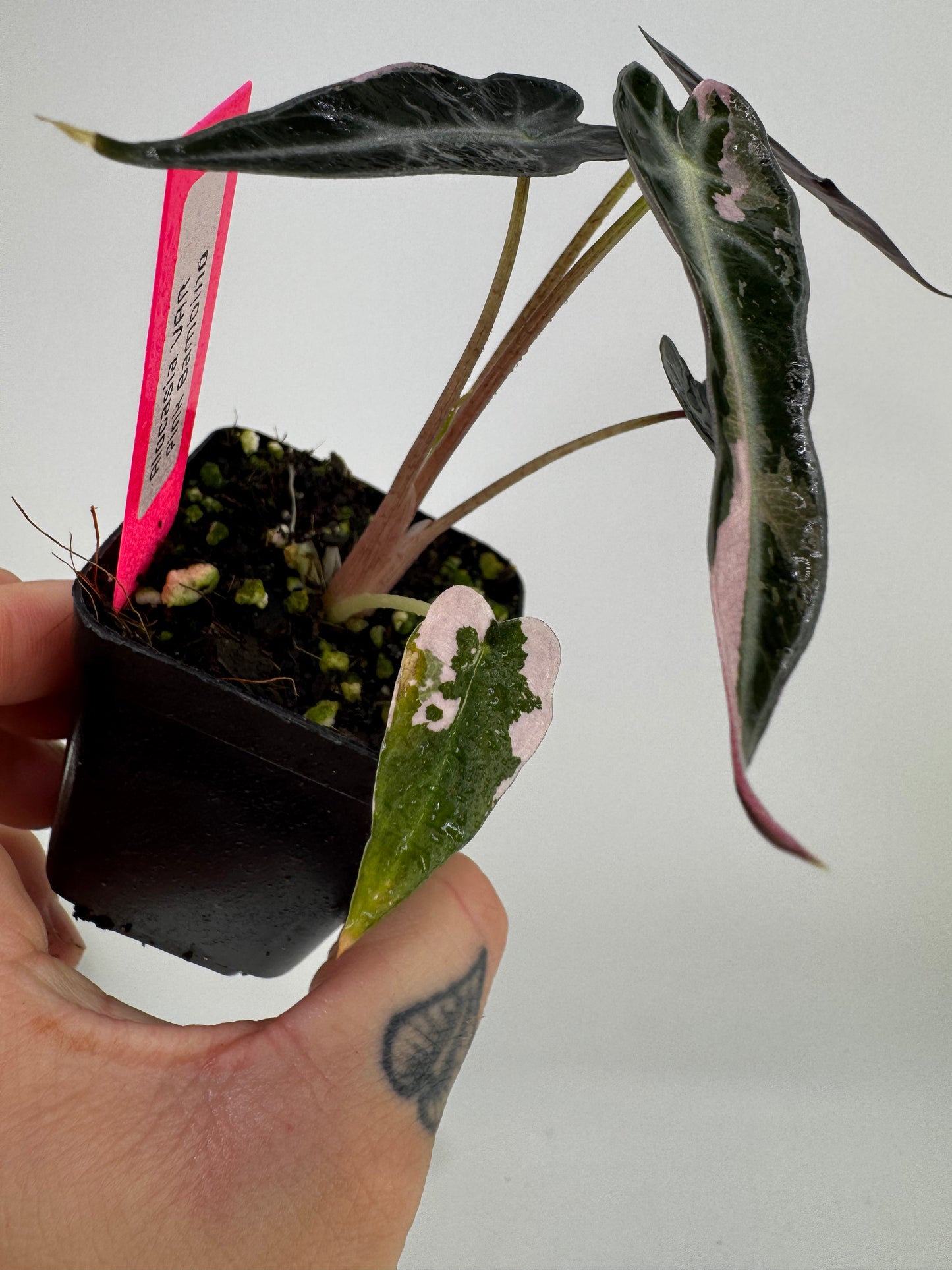 Variegated Alocasia Bambino Albo/Pink