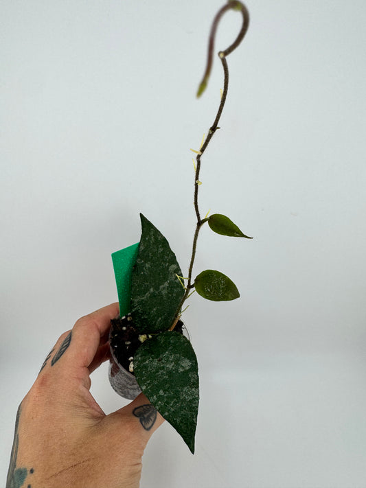 Hoya Cauda Sumatra