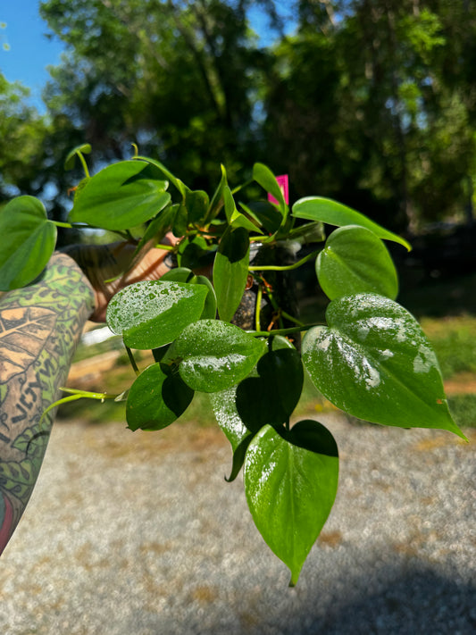 Philodendron cordatum ‘Heartleaf’