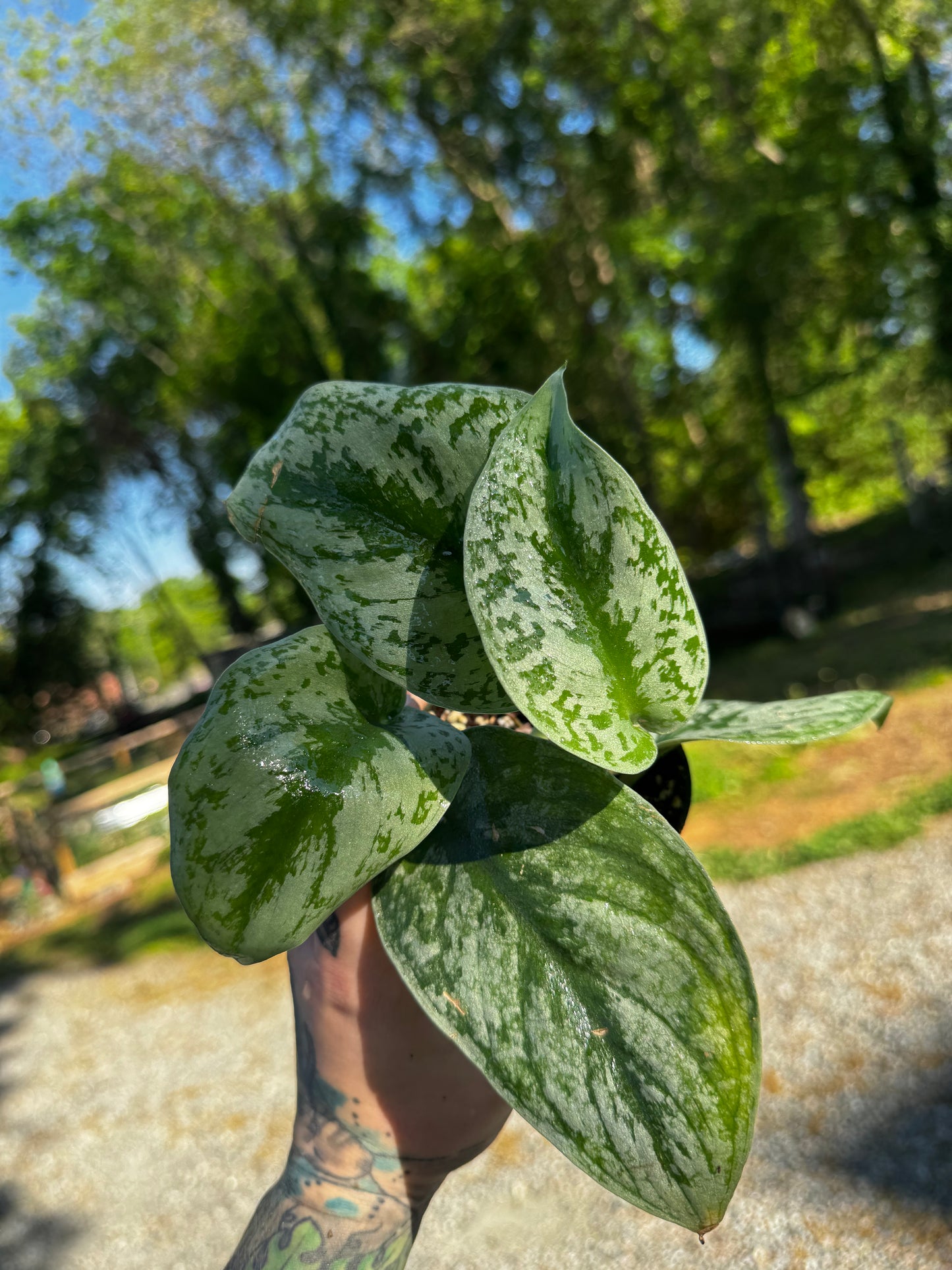 Scindapsus Pictus ‘Exotica’