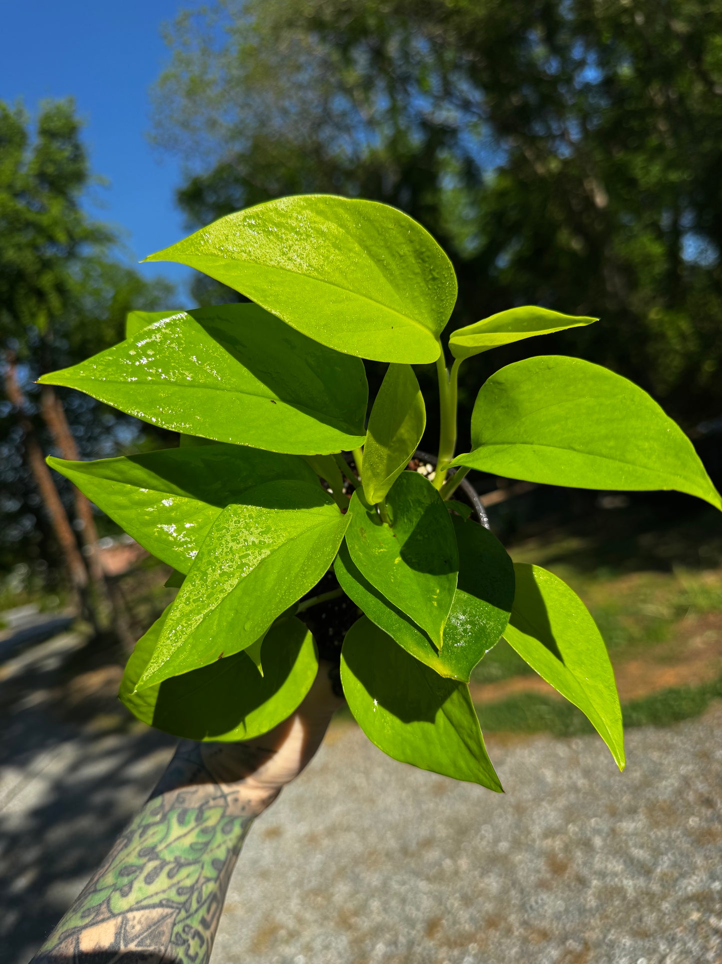Neon Pothos