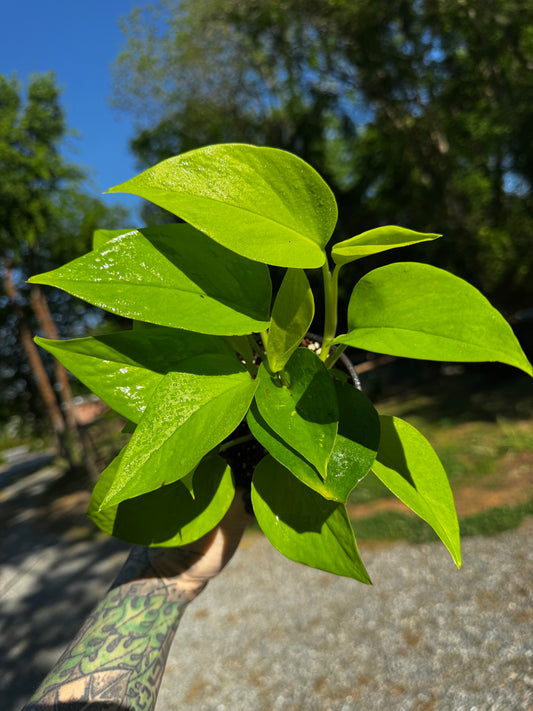 Neon Pothos