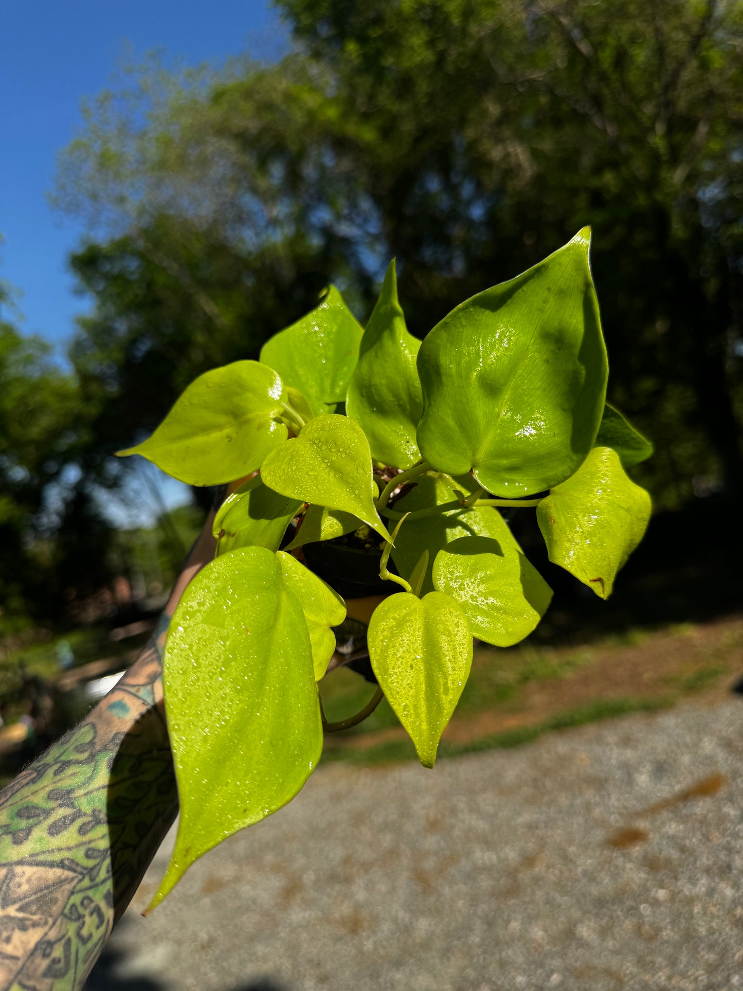 Philodendron Heartleaf ‘Neon’