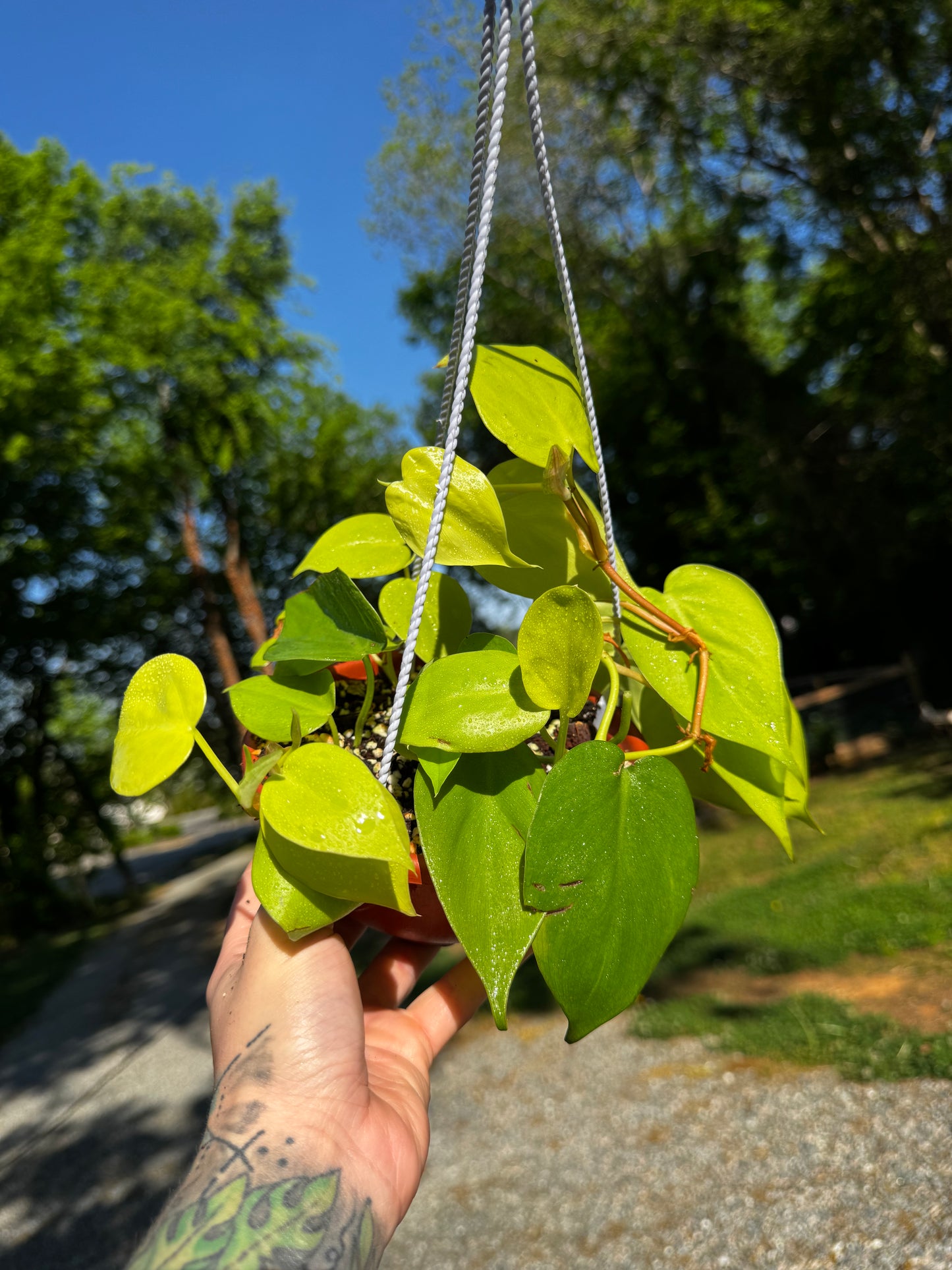 Philodendron Heartleaf ‘Neon’